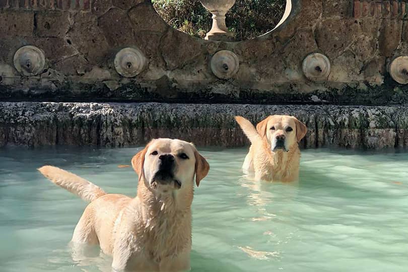 Dogspa 01
