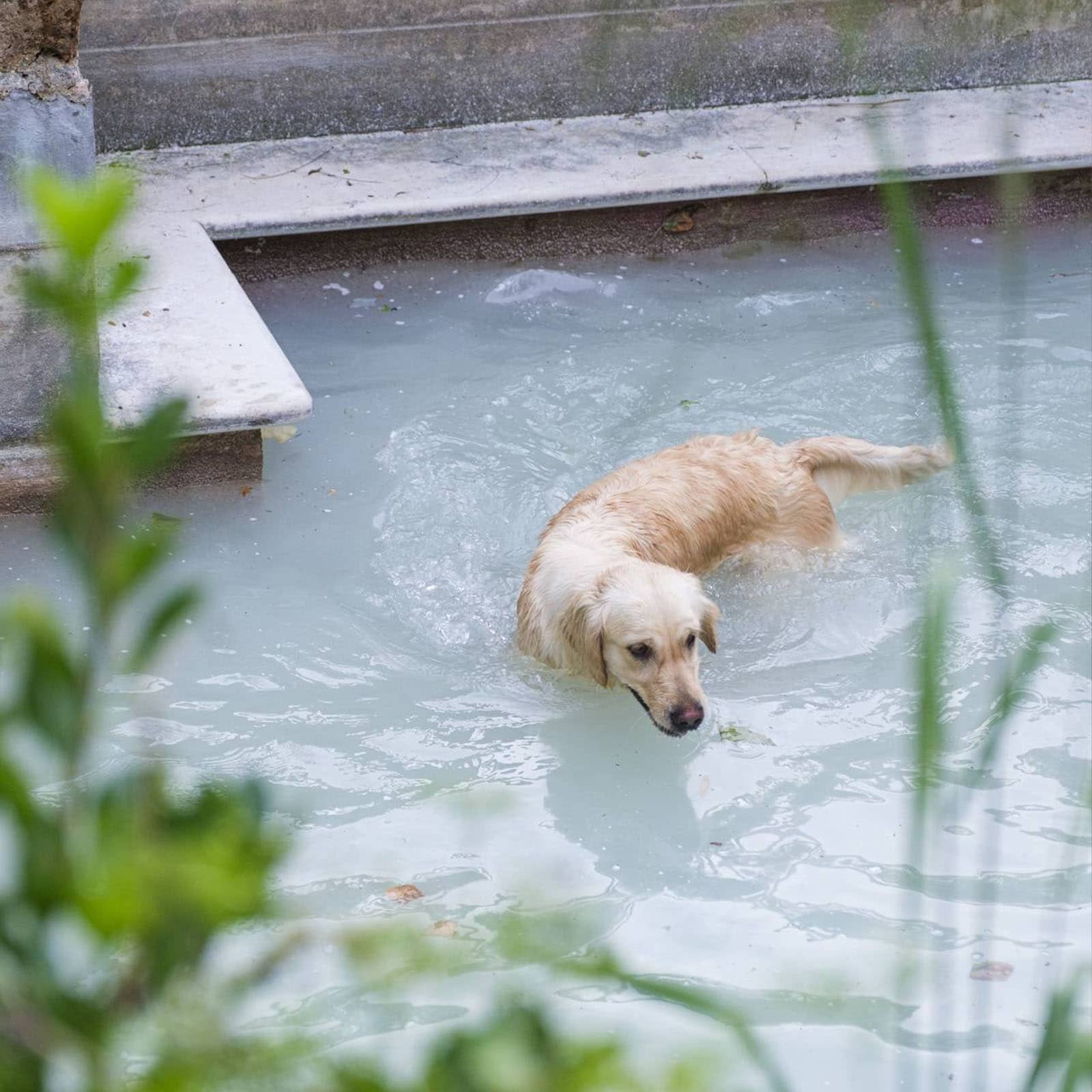 20 Banner Dog Spa