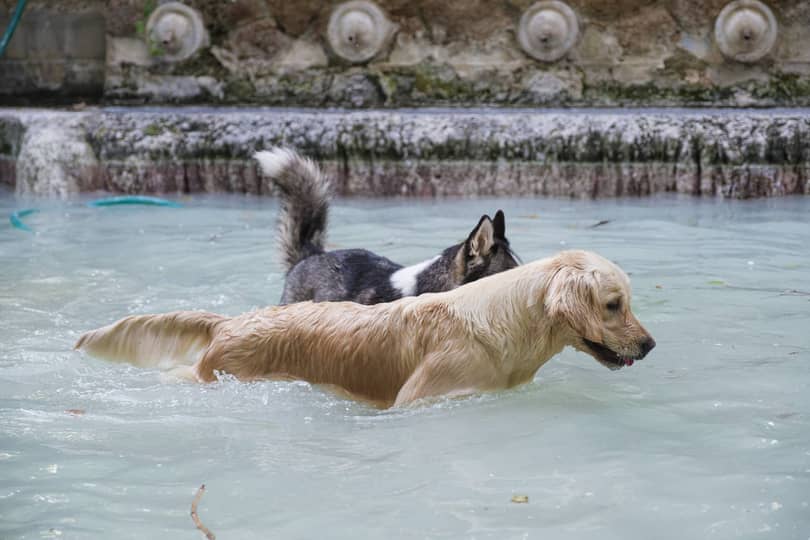 Gallery Dog Spa 08